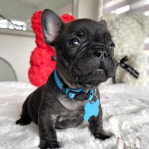 french bulldog for sale sacramento