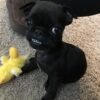 Black pugs for sale near me