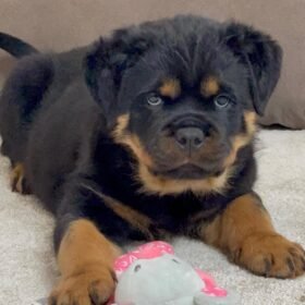 dogs for sale on craigslist near me dogs for sale on craigslist near me