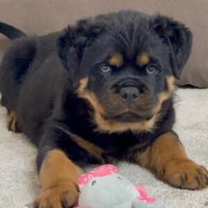 dogs for sale on craigslist near me