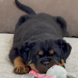 dogs for sale on craigslist near me