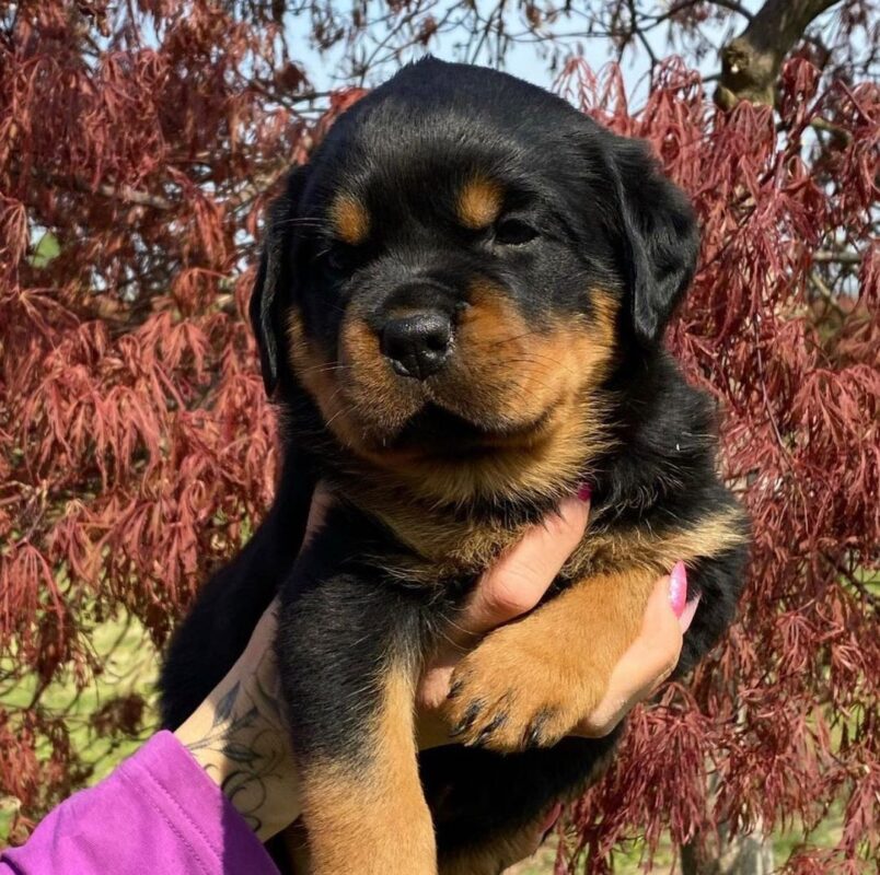 rottweiler puppies for sale craigslist/Rottweilers for sale craigslist