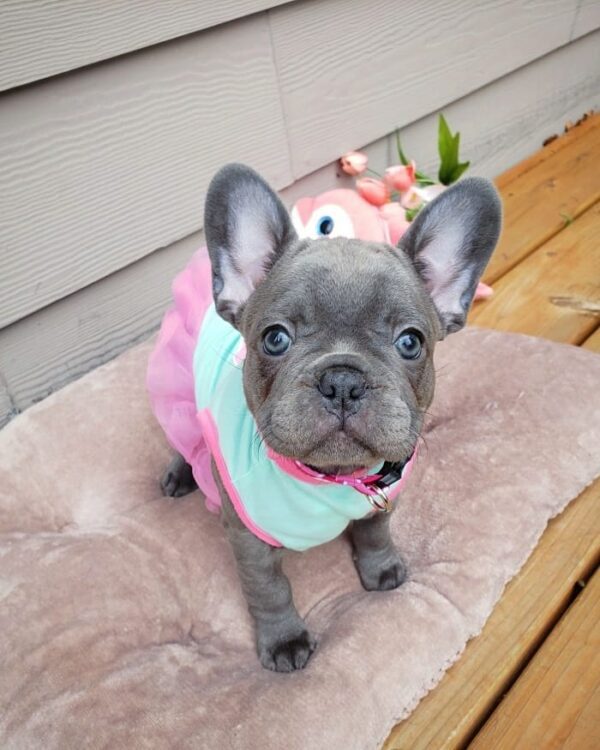 French bulldog for sale maryland
