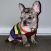 French bulldog puppies for sale California