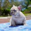 French bulldog dogs for sale