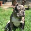 french bulldog mix puppies for adoption