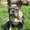 french bulldog mix puppies for adoption