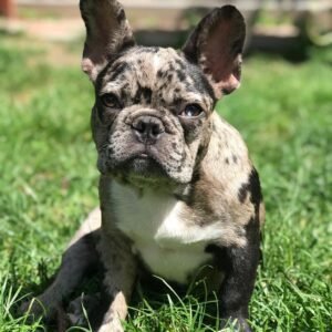 french bulldog mix puppies for adoption