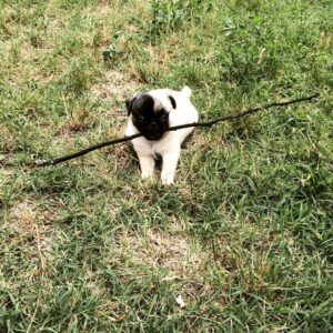 Cheap pug puppies for sale