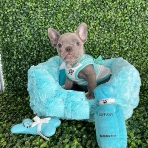 Frenchies for adoption