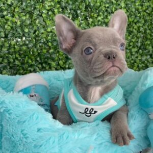 Frenchies for adoption