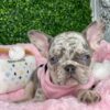 Frenchie for sale near me
