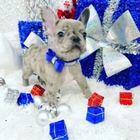 french bulldog price range