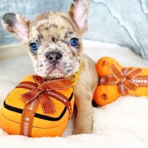 Lilac french bulldog