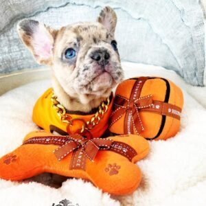 Lilac french bulldog