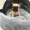 french bulldog puppy for sale near me
