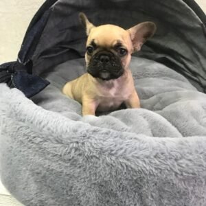 french bulldog puppy for sale near me