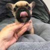 french bulldog puppy for sale near me