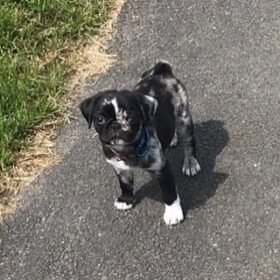 Baby pugs for sale near me