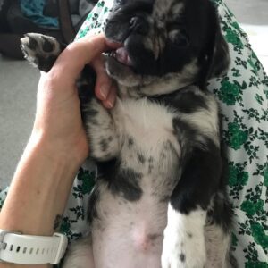 Baby pugs for sale near me