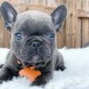 Merle french bulldogs for sale