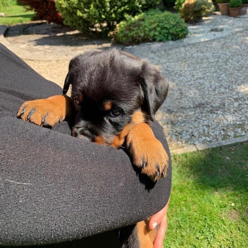 Rottweiler puppies for sale near me under 500 dollars