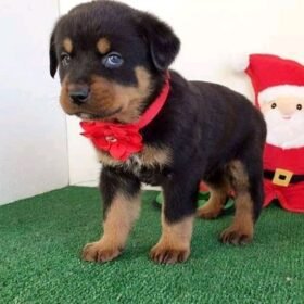 dogs for sale on craigslist