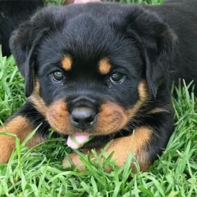 craigslist dogs for sale los angeles craigslist dogs for sale los angeles