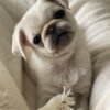 miniature pugs for sale