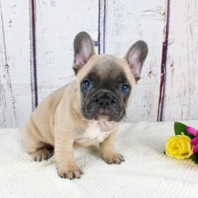 Mini french bulldog for sale