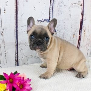 Mini french bulldog for sale