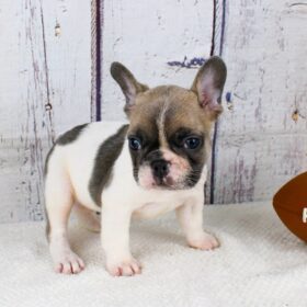 French bulldog puppies for sale in michigan