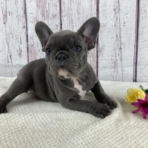 French bulldog puppies for sale under 1000