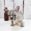 Miniature french bulldog