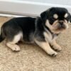 female pugs for sale near me