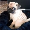 mini pugs for sale near me