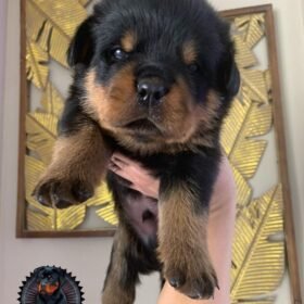 craigslist dogs for sale