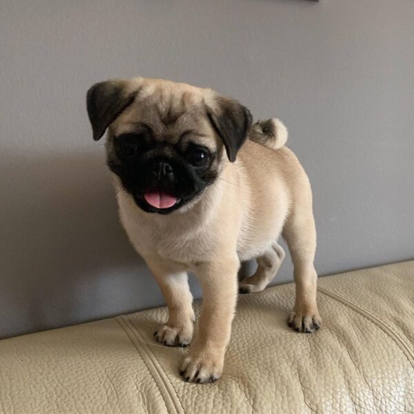 pug puppies for sale under $500 near me