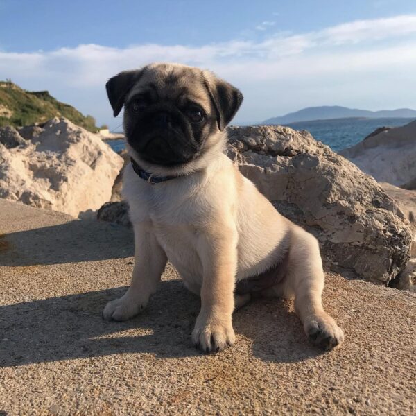 pug puppies for sale under $500 near me