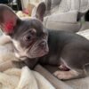 fawn brindle french bulldog