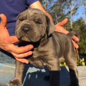 Cane corso puppy for sale near me
