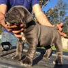 Cane corso puppy for sale near me
