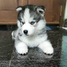 Husky puppies
