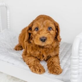 goldendoodle puppies for adoption