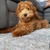 blue merle goldendoodle for sale