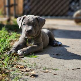 How much are cane corso puppies
