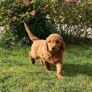 blue merle mini goldendoodle
