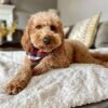 mini goldendoodle illinois
