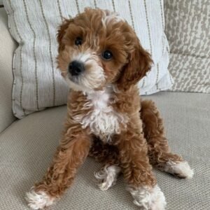 mini goldendoodle breeders near me