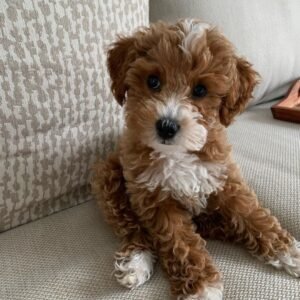 mini goldendoodle breeders near me